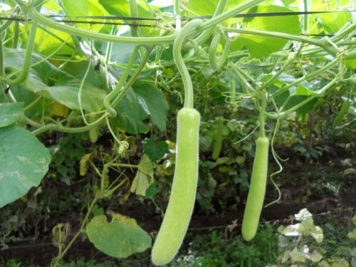 Organic Fresh Bottle Gourd, For Cooking, Packaging Type : Jute Bag, Plastic Packet
