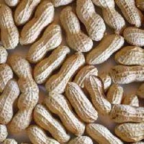 Groundnuts