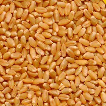 Wheat Seeds