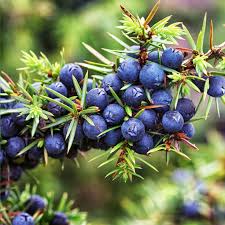 Juniper Berry