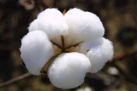 Raw Cotton Bales