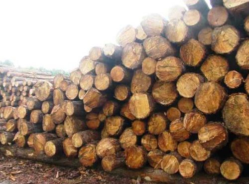 Southern Yellow Pine Wood