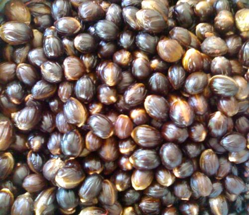Nutmeg Seeds