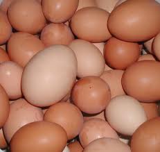 Eggs, For Bakery Use