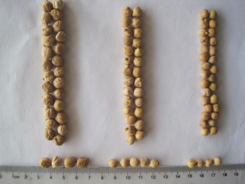 Kabuli Chickpeas Xinjiang Origin With Size 7-10mm