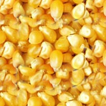 Yellow maize, Storage : Cool, Dry Place