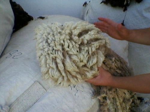 White Clipped Wool