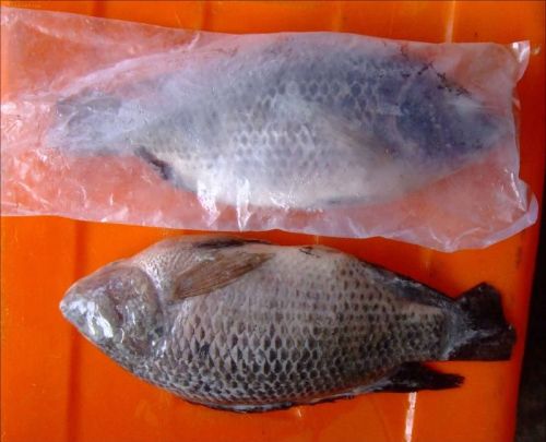 Frozen, Dried Tilapia Fish