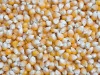 Yellow corn, Purity : 95%