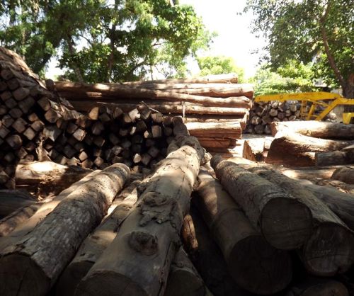 Round Non Polished American Teak Wood Logs, For Making Furniture, Pattern : Plain