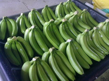 Fresh Green Cavendish Banana
