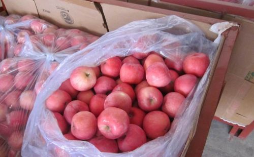 Apples, Brand Name : Creatier