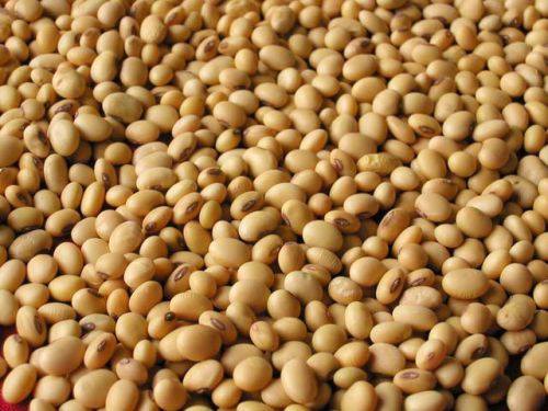 Soya Bean