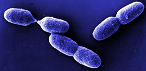 Azotobacter Biofertilizers