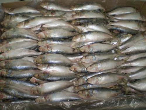 Sardine Fish