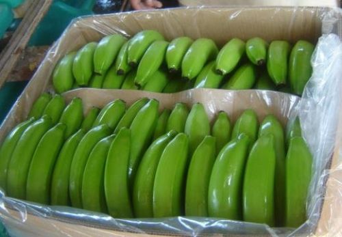 Fresh banana, Brand Name : GW-B01