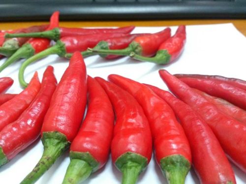 Fresh / Frozen / Dried Chili