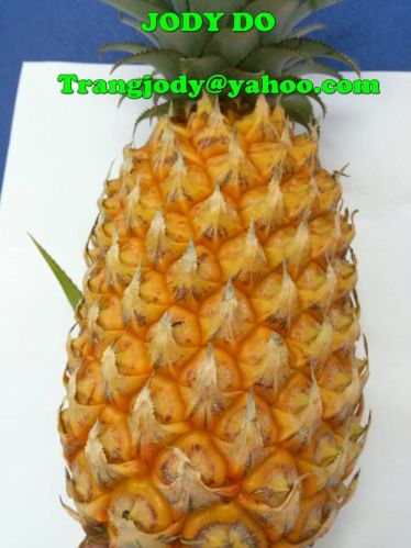 Fresh pineapple, Grade : A Grade