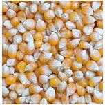 Maize Gluten