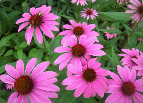 Echinacea Purpurea, Brand Name : Staherb