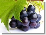 Grape Seed Extract, Brand Name : Staherb