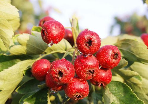 Hawthorn Fruit Extract, Brand Name : Staherb