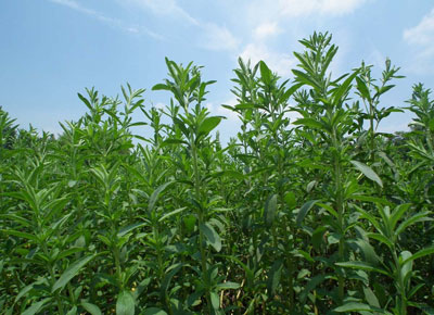 Stevia Extract, Brand Name : Staherb