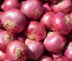 Fresh red onion, Style : Natural