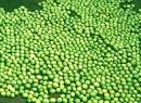 Green Mung Bean, Storage Instructions : Dry Place
