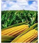 Yellow Corn