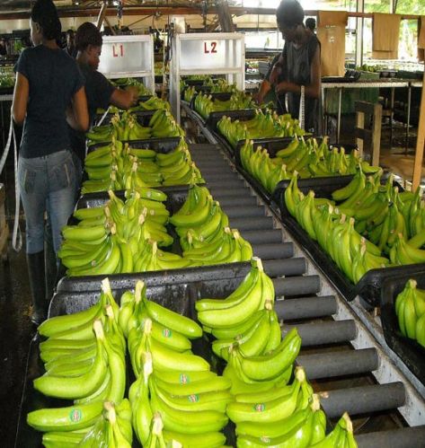 Cavendish Bananas, Packaging Type : green