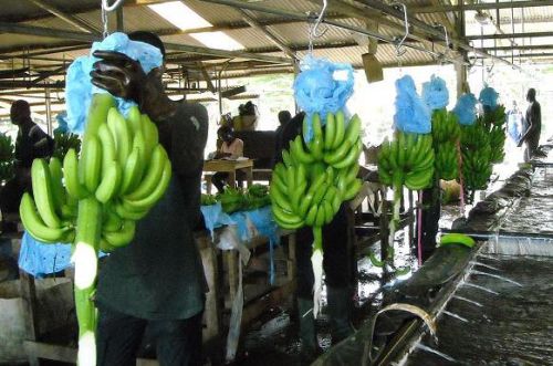 Fresh Cavendish Bananas, Packaging Type : green