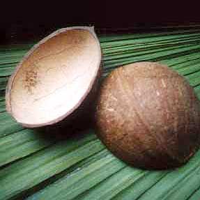 Coconut Oval Shell Ice Cream Cup