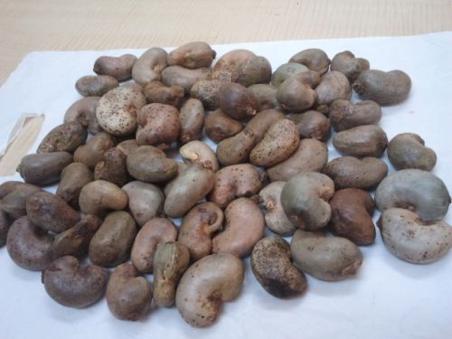 Raw Cashew Nuts, Material : Raw Cashew