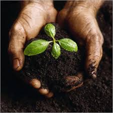 Organic Manures, Purity : 99.9%