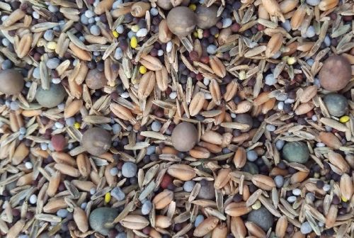 Forage Seeds