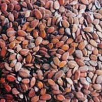 Subabul Seeds