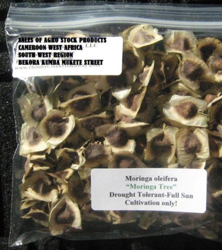 100% Natural Moringa Leaf Powder - Grade AAA