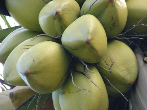 Green Coconut