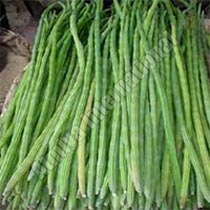 Fresh Drumstick, For Cooking, Feature : Eco-Friendly, Good In Taste, Non Harmul