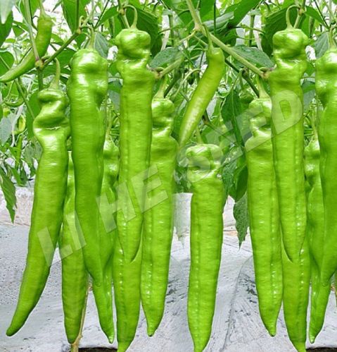 Hybrid Pepper Seeds - 5121