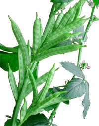 Guar Gum Plant