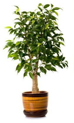 Ficus Plants