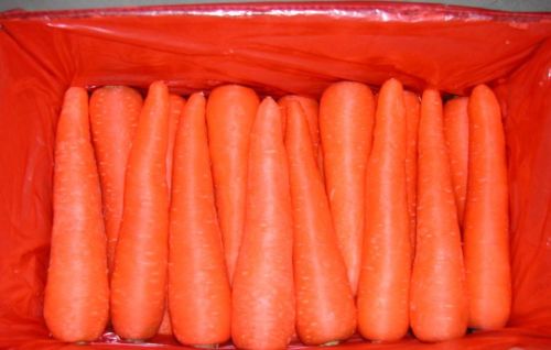 Fresh carrot, Quality Available : A Grade