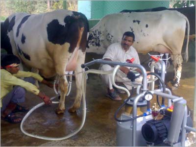 Automatic Cow Milking Machine, Color : Silver