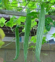 Snake Gourd