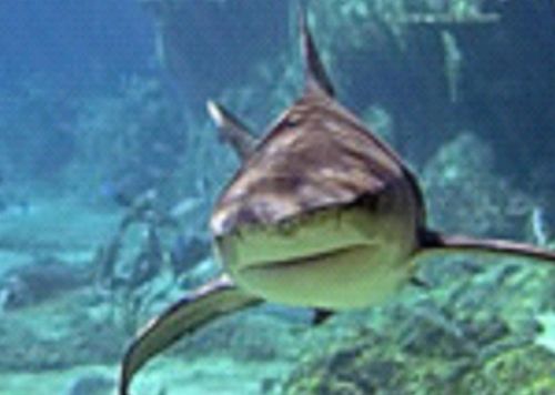 Shark Cartilage Powder