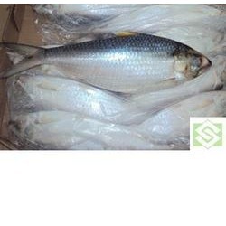 Frozen hilsa fish