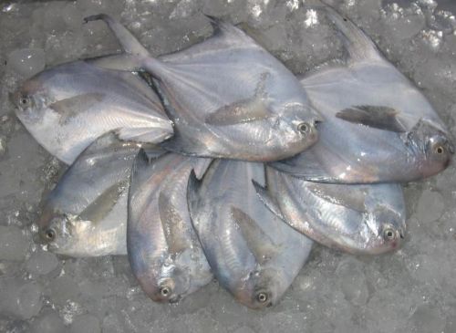 Frozen White Pomfret Fish