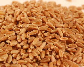 Wheat Feature : High In Protein, Good For Health